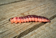 Cossus cossus larva (7)